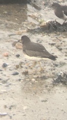 Calidris virgata