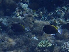 Acanthurus nigricans