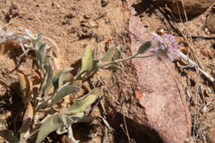 Ptilotus sessilifolius