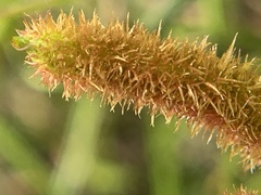 Mimosa nuttallii