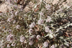 Ptilotus sessilifolius