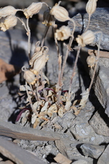 Silene uralensis