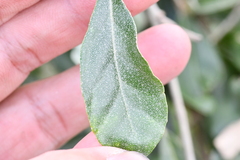 Elaeagnus oldhamii