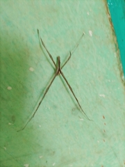Deinopidae