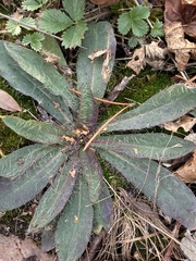 Pilosella officinarum