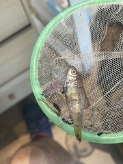 Barbodes semifasciolatus