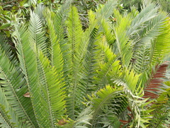 Encephalartos munchii