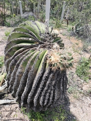 Echinocactus platyacanthus