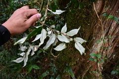 Elaeagnus glabra