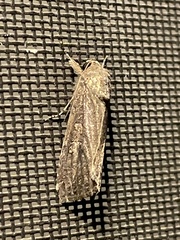 Spodoptera