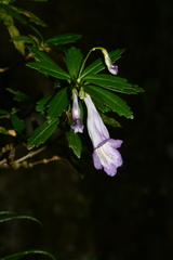 Lysionotus pauciflorus