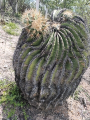 Echinocactus platyacanthus
