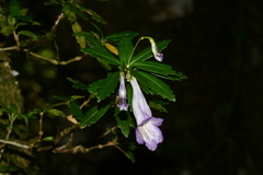 Lysionotus pauciflorus