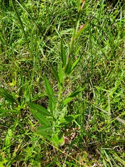 Oenothera filiformis