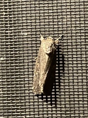 Spodoptera