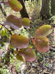 Viburnum rufidulum