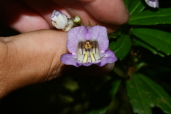 Lysionotus pauciflorus