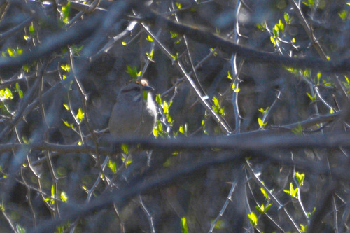 Chaco Sparrow (Rhynchospiza strigiceps), photo 7