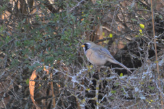 Saltatricula multicolor