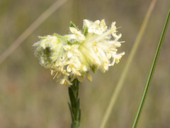 Pimelea octophylla