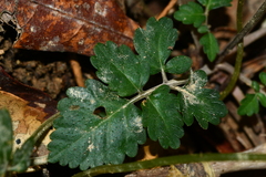 Salvia formosana