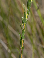 Pimelea octophylla