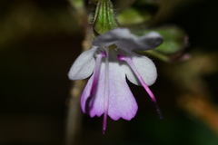 Salvia formosana