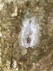 Pyrops watanabei