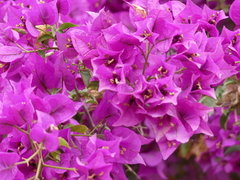 Bougainvillea glabra