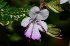 Salvia formosana