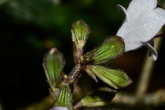 Salvia formosana
