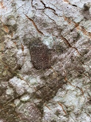 Pyrops watanabei
