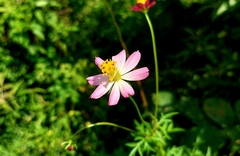 Cosmos caudatus