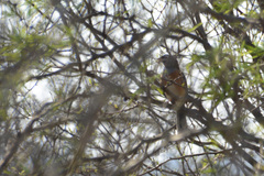 Saltatricula multicolor