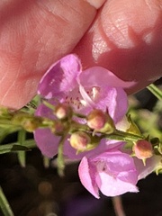 Agalinis fasciculata