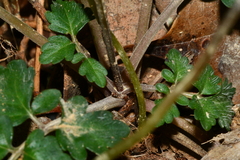 Salvia formosana