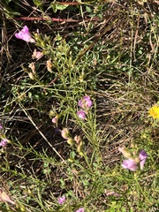 Agalinis fasciculata