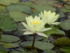 Nymphaea mexicana
