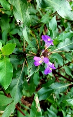 Hygrophila auriculata