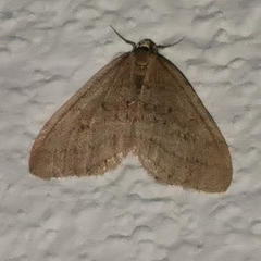 Operophtera