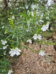 Prostanthera nivea