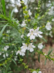 Prostanthera nivea