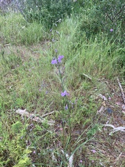 Arthropodium