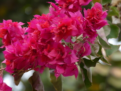 Bougainvillea spectabilis