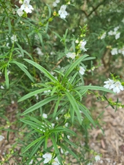 Prostanthera nivea