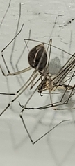 Physocyclus globosus