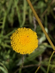 Leptorhynchos squamatus