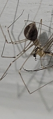 Physocyclus globosus