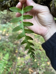 Polypodium californicum