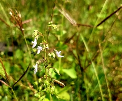 Coleus